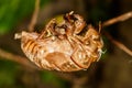 Abandoned cicada shell. Image of an insect shell exoskeleton. Royalty Free Stock Photo