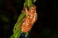 Abandoned cicada shell. Image of an insect shell exoskeleton.