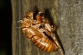 Abandoned cicada shell. Image of an insect shell exoskeleton. Royalty Free Stock Photo