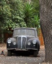 An abandoned classic vehicle rusts under the tree in Belmont