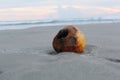 Abandoned coconut Royalty Free Stock Photo