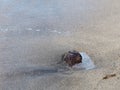 Abandoned coconut at the seaside