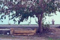 An abandoned couch under a tree.