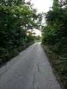 An abandoned cracked road surrounded by trees in Donji Matejevac