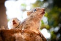 Abandoned cute baby squirrels looking out for their mother