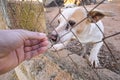 Abandoned cute dog behind bars. Hungry pet is asking for food. Royalty Free Stock Photo