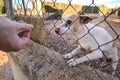 Abandoned cute dog behind bars. Hungry pet is asking for food.