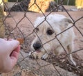 Abandoned cute dog behind bars. Hungry pet is asking for food.