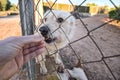 Abandoned cute dog behind bars. Hungry pet is asking for food. Royalty Free Stock Photo