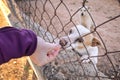 Abandoned cute dog behind bars. Hungry pet is asking for food. Royalty Free Stock Photo