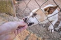 Abandoned cute dog behind bars. Hungry pet is asking for food.