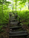 Abandoned Derelict Boardwalk