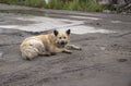 Abandoned dirty dog lies in the mud