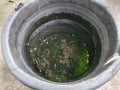 Abandoned dirty water bucket as mosquito breeeding site full of larvae, environmental issue