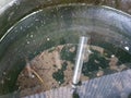 Abandoned dirty water bucket as mosquito breeeding site full of larvae, environmental issue