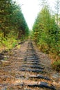 Abandoned and dismantled old railway overgrown with pine forest Royalty Free Stock Photo