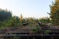 Abandoned and dismantled old railway overgrown with pine forest Royalty Free Stock Photo