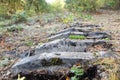 Abandoned and dismantled old railway overgrown with pine forest Royalty Free Stock Photo