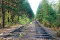 Abandoned and dismantled old railway overgrown with pine forest Royalty Free Stock Photo