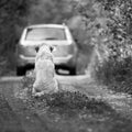 Abandoned dog breed Labrador Retriever