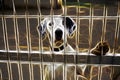 Abandoned dog and caged