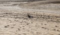 Abandoned dog on a lonely beach. Concept of Abandoning pets on vacation Royalty Free Stock Photo