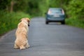 Abandoned dog on the road Royalty Free Stock Photo