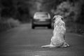 Abandoned dog on the road Royalty Free Stock Photo