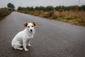 Abandoned dog on a road Royalty Free Stock Photo