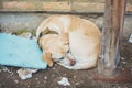 Sad Labrador retriever lying in the street. Emaciated dog