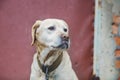 Sad Labrador retriever sitting outdoors. Emaciated dog Royalty Free Stock Photo