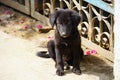 Abandoned dog sitting on the ground