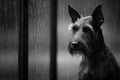 Abandoned dog yearns by window in empty apartment, aching for absent owner s return Royalty Free Stock Photo