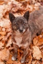 Abandoned dogs in the autumn park. Vagabond pets