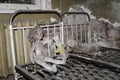 Abandoned dolls