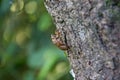 Empty Cicada case on tree trunk Royalty Free Stock Photo