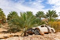 Abandoned dusted wreck of crashed passanger car near date palm t Royalty Free Stock Photo