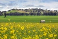 Abandoned farm house in fields of Canola