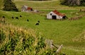 An Abandoned Farmstead us used for Grazing Cattle.