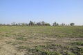 An abandoned field of watermelons and melons. Rotten watermelons. Remains of the harvest of melons. Rotting vegetables on the fiel Royalty Free Stock Photo