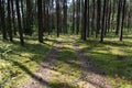 An abandoned forest road in the deciduous forest.Pskov region. Velikoluksky district Royalty Free Stock Photo