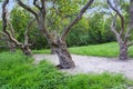 An abandoned garden with old trees with thick winding trunks