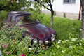 Abandoned GAZ Volga car in a flower garden