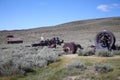 The abandoned gold rush ghost town of Bodie with all the original machinery