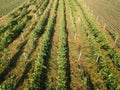 Abandoned grapevine vineyard aerial view