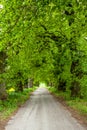 Abandoned green alley Royalty Free Stock Photo