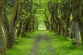 Abandoned green alley with old linden trees Royalty Free Stock Photo