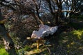 Abandoned homeless bed under trees