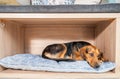 Abandoned homeless dog adopted by good people and lies on a comfortable soft cushion in the pet shop