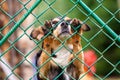 Abandoned and homeless dog in an animal shelter. A sad dog looks behind a metal mesh with sad eyes and is waiting for adoption Royalty Free Stock Photo